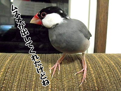 ブンチョ日誌