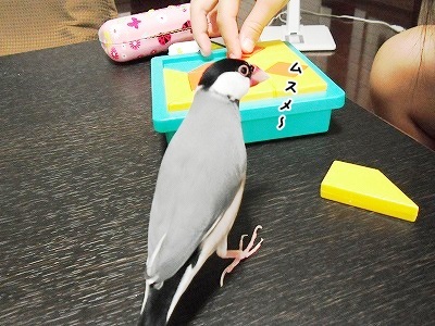ブンチョ日誌