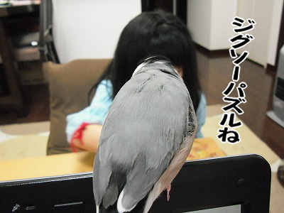 ブンチョ日誌