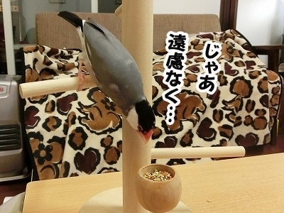 ブンチョ日誌