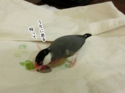 ブンチョ日誌