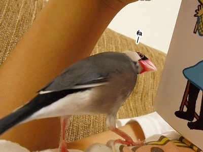 ブンチョ日誌