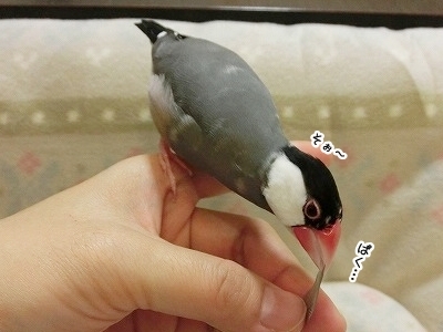 ブンチョ日誌