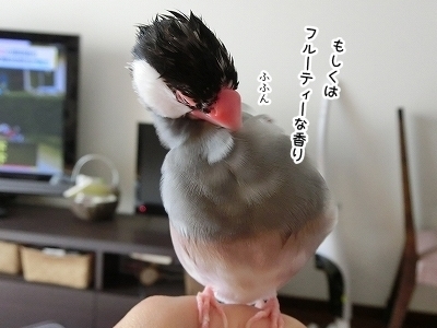 ブンチョ日誌