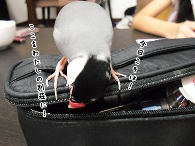 ブンチョ日誌