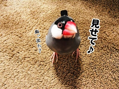 ブンチョ日誌