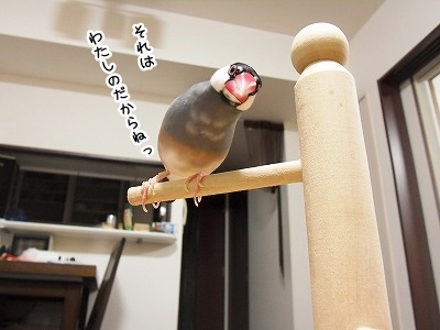 ブンチョ日誌