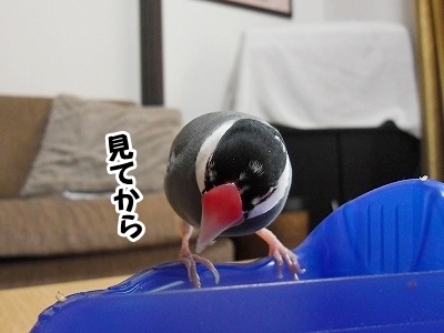 ブンチョ日誌