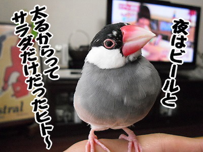 ブンチョ日誌