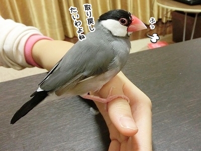 ブンチョ日誌