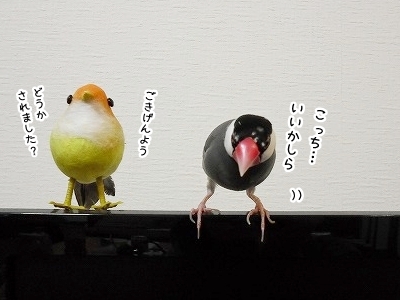 ブンチョ日誌