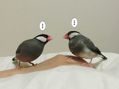 s-CIMG8560