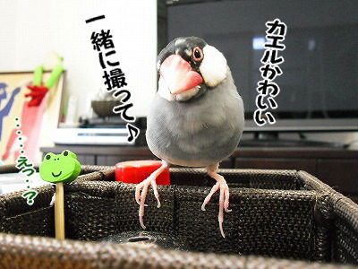 ブンチョ日誌