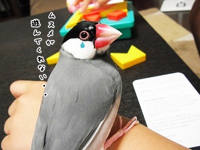 ブンチョ日誌