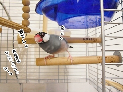 ブンチョ日誌
