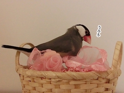 ブンチョ日誌
