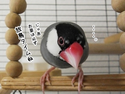 ブンチョ日誌