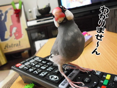 ブンチョ日誌