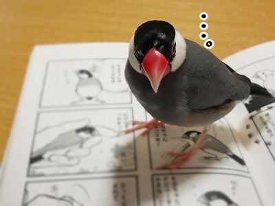 ブンチョ日誌