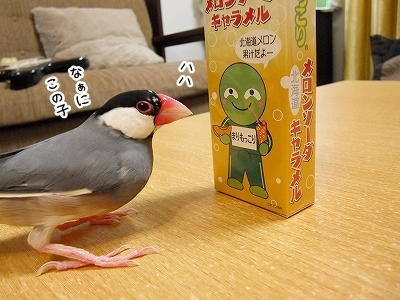 ブンチョ日誌