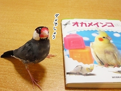 ブンチョ日誌