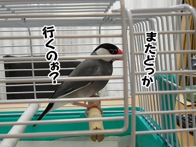 ブンチョ日誌