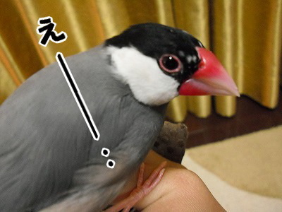 ブンチョ日誌