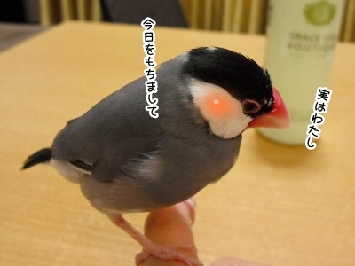 ブンチョ日誌