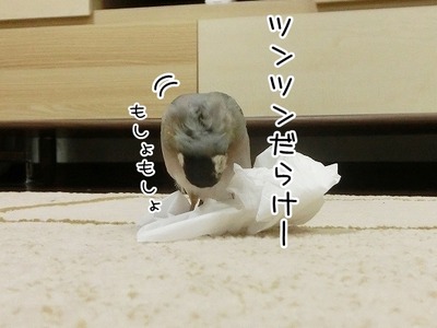 s-CIMG2477