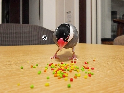 ブンチョ日誌