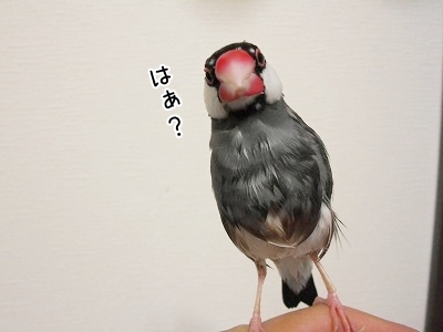 ブンチョ日誌