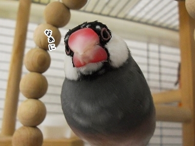 ブンチョ日誌