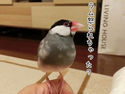 s-CIMG9742