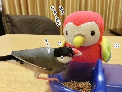 ブンチョ日誌