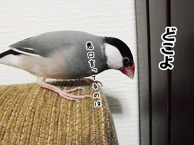 ブンチョ日誌