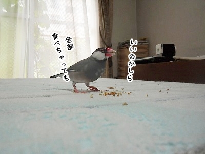 ブンチョ日誌
