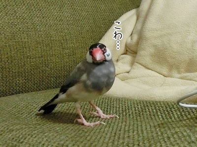 s-CIMG9880