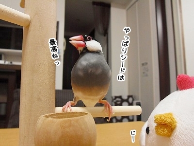 ブンチョ日誌