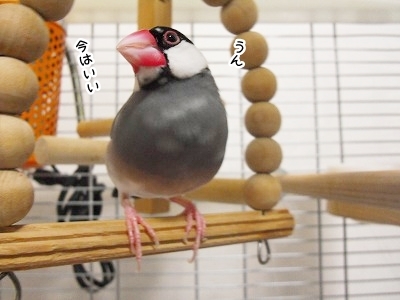 ブンチョ日誌