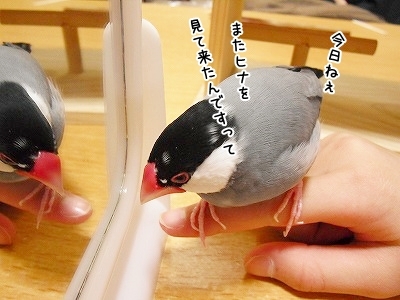 ブンチョ日誌