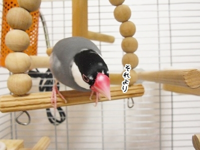ブンチョ日誌