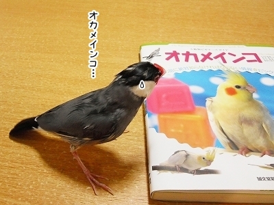 ブンチョ日誌