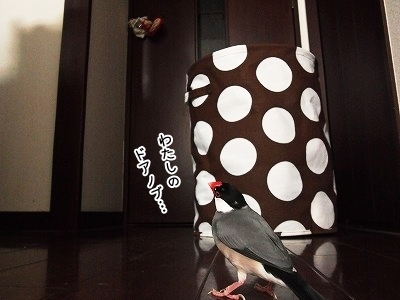 ブンチョ日誌