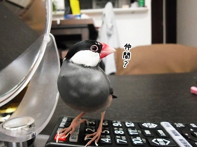ブンチョ日誌