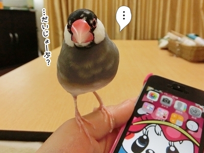 ブンチョ日誌