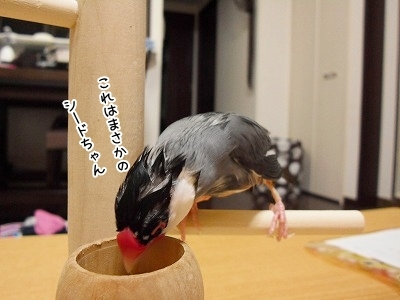ブンチョ日誌