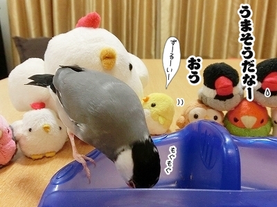 ブンチョ日誌