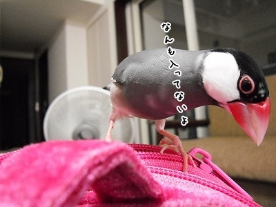 ブンチョ日誌