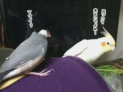 ブンチョ日誌