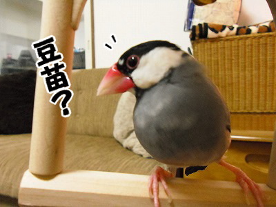 ブンチョ日誌